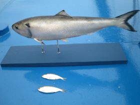 IMG_1564Maifischgrkl (1).JPG